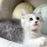 サイベリアン
