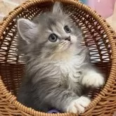 サイベリアン