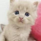 サイベリアン