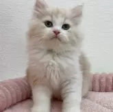 サイベリアン
