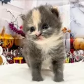 サイベリアン