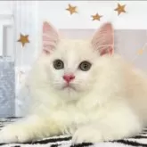 サイベリアン