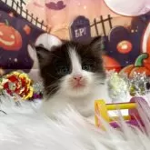 サイベリアン【埼玉県・男の子・2025年9月18日・ブラック&ホワイト】の写真2