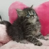 サイベリアン【埼玉県・男の子・2025年7月7日・ブラウンタビー】の写真4