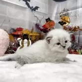 サイベリアン【埼玉県・女の子・2025年9月18日・ブルーリンクスポイント&ホワイト】の写真3