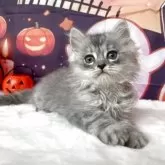 サイベリアン【埼玉県・男の子・2025年9月1日・シルバータビー】の写真3