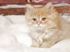 サイベリアン【埼玉県・男の子・2025年10月11日・レッドタビー】の写真4