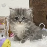 サイベリアン【埼玉県・女の子・2025年9月18日・ブルータビー&ホワイト】の写真4