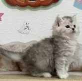 サイベリアン【埼玉県・女の子・2025年9月1日・シルバーパッチドタビー】の写真5