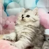 サイベリアン【埼玉県・女の子・2025年9月1日・シルバーパッチドタビー】の写真6