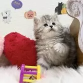 サイベリアン【埼玉県・女の子・2025年9月1日・シルバータビー】の写真5