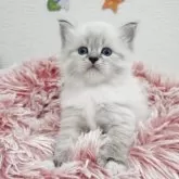 サイベリアン【埼玉県・女の子・2025年9月18日・ブルーリンクスポイント&ホワイト】の写真6