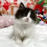 サイベリアン【埼玉県・男の子・2025年9月18日・ブラック&ホワイト】の写真7