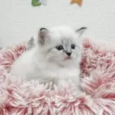 サイベリアン【埼玉県・女の子・2025年9月18日・ブルーリンクスポイント&ホワイト】の写真7