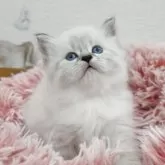 サイベリアン【埼玉県・女の子・2025年9月18日・ブルーリンクスポイント&ホワイト】の写真8