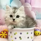 サイベリアン【埼玉県・女の子・2025年9月1日・シルバーパッチドタビー】の写真8