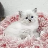 サイベリアン【埼玉県・女の子・2025年9月18日・ブルーリンクスポイント&ホワイト】の写真9