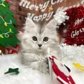 サイベリアン【埼玉県・女の子・2025年9月1日・シルバーパッチドタビー】の写真9