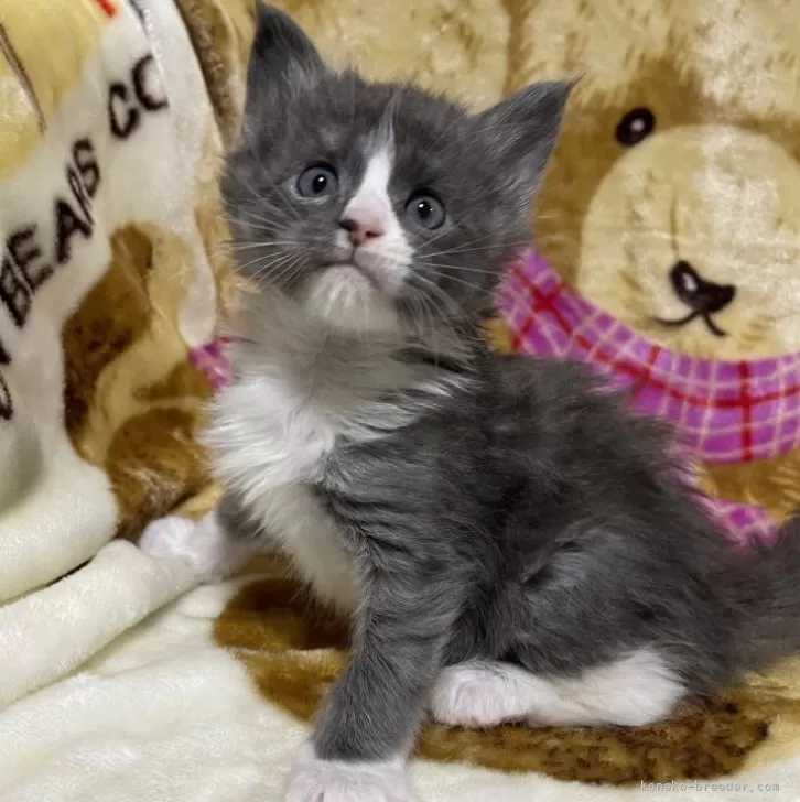 ID：2401-00821の子猫