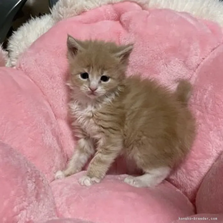 メインクーン【宮崎県・男の子・2023年10月24日・クリームタビー&amp;ホワイト】の写真1「🩷🩷🩷」