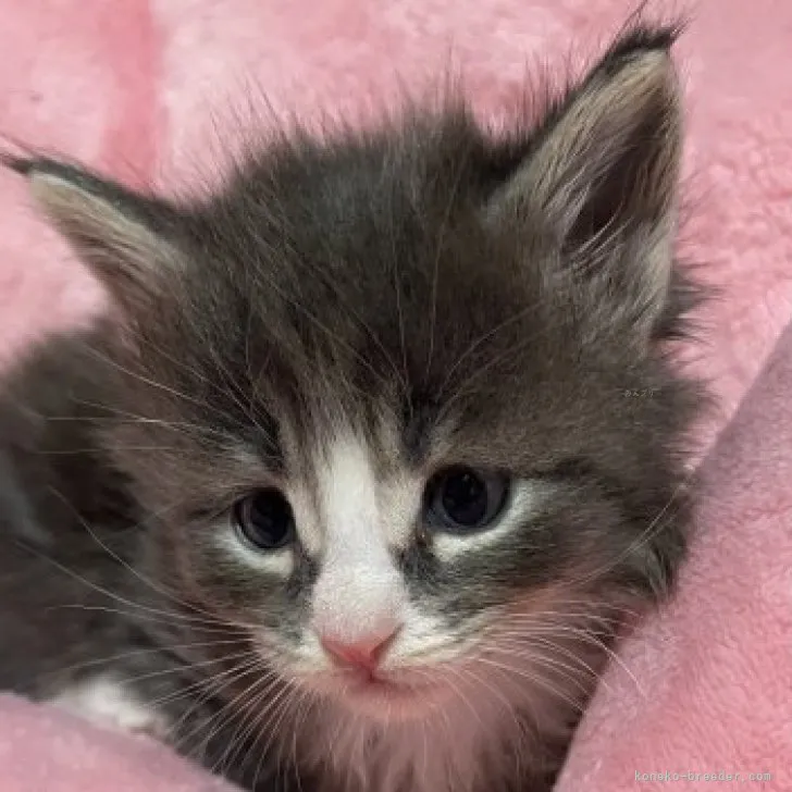 ID:2312-01299の子猫