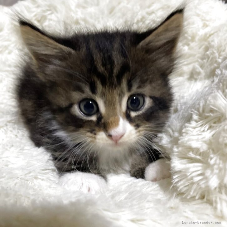 ブリーダー画像