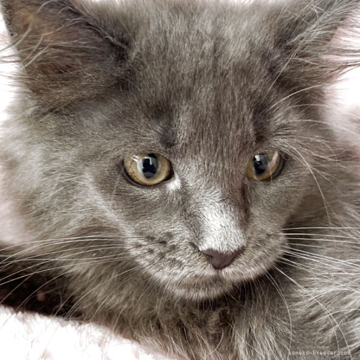 ブリーダー画像