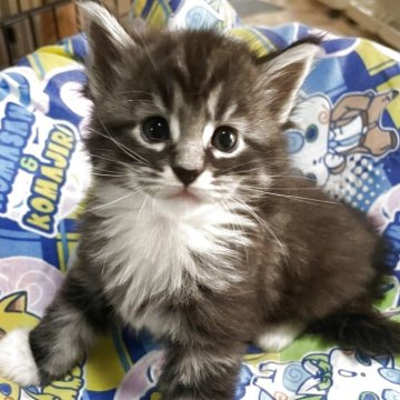 メインクーン【宮崎県・男の子・2025年8月19日・ブラウンタビー&ホワイト】の写真「お父さん似で大っきくなりそうです。」