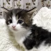 メインクーン【宮崎県・女の子・2025年9月11日・ブラウンタビー&ホワイト】の写真2