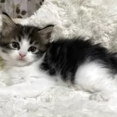 メインクーン【宮崎県・女の子・2025年9月11日・ブラウンタビー&ホワイト】の写真3