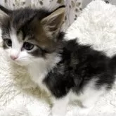 メインクーン【宮崎県・女の子・2025年9月11日・ブラウンタビー&ホワイト】の写真4