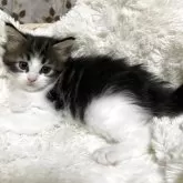 メインクーン【宮崎県・女の子・2025年9月11日・ブラウンタビー&ホワイト】の写真5