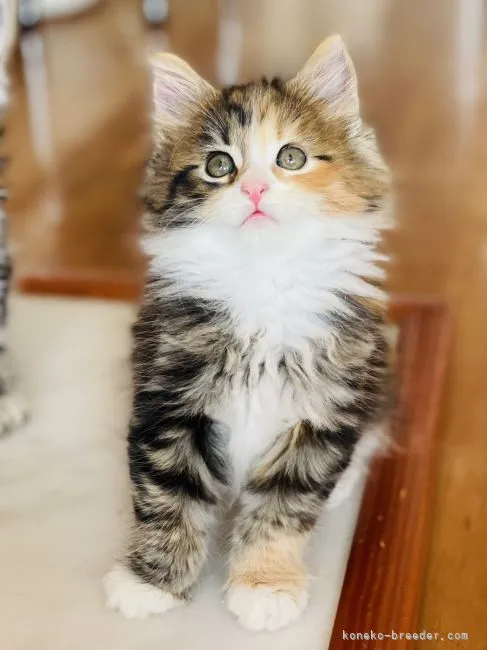 ID:2110-00527の子猫