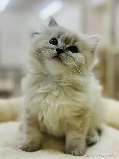 ID：2203-01718の子猫