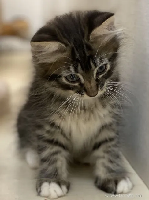 ID:2008-01212の子猫