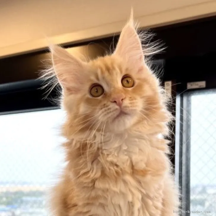ID:2301-00091の子猫