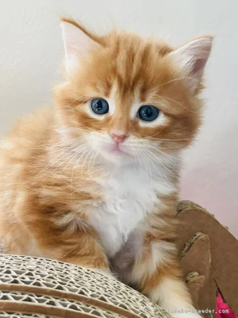 ID:2104-01098の子猫