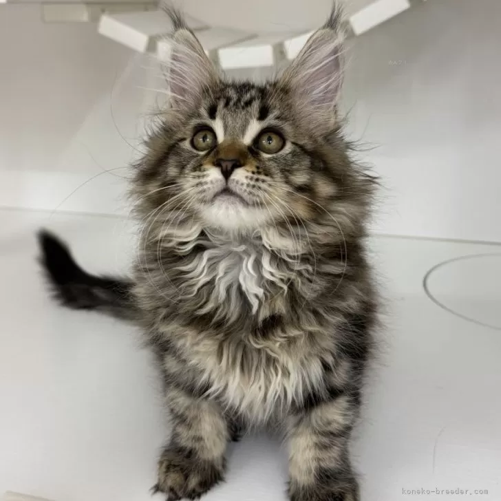 ID：2411-00242の子猫