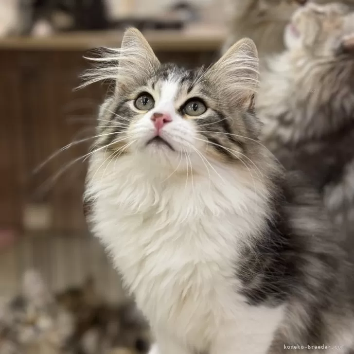 ID：2405-02133の子猫