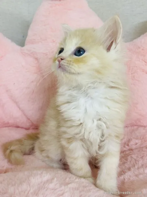 ID:2109-00108の子猫