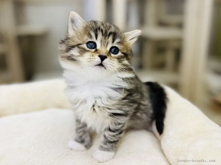 ID:2204-01346の子猫