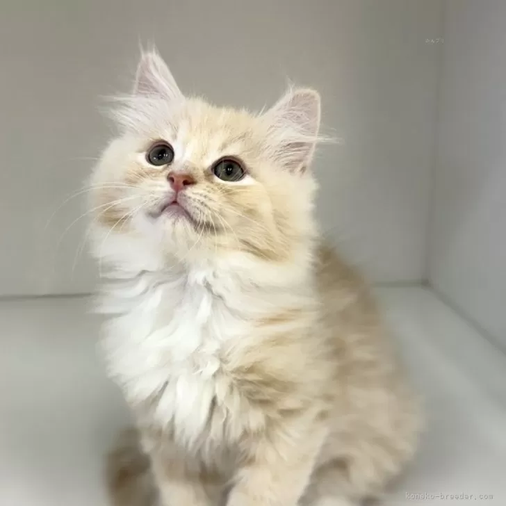 ID:2409-01225の子猫