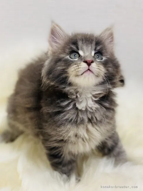 ID:2106-00759の子猫