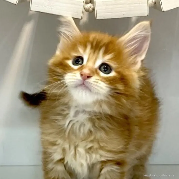 ID:2309-00251の子猫