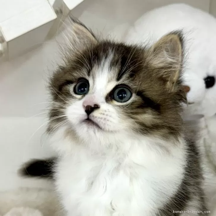 ID：2404-00449の子猫