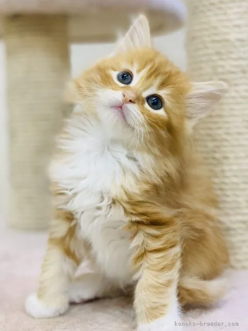 ID:2104-01109の子猫