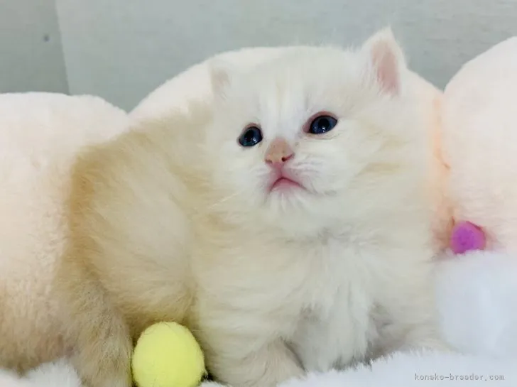 ID：2104-00758の子猫
