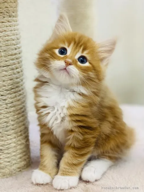 ID：2104-01105の子猫