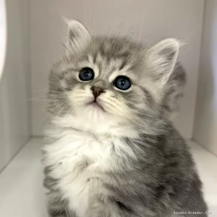 ID:2403-01104の子猫