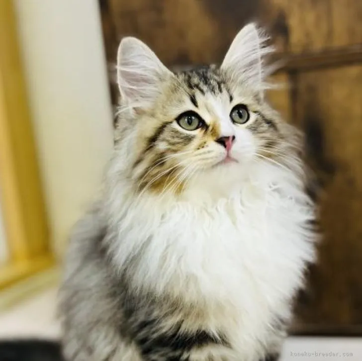 ID:2206-00307の子猫